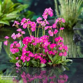 Primula rosea (Marginal Aquatic)