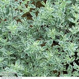 Prostanthera ovalifolia Variegata