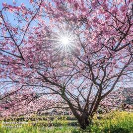 Prunus Accolade (Mature Tree)