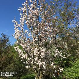 Prunus Amanogawa (Mature Tree)