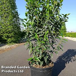 Prunus lusitanica Angustifolia (Hedging)