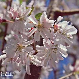 Prunus x subhirtella Autumnalis Rosea