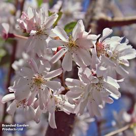 Prunus x subhirtella Autumnalis Rosea (Mature Tree)