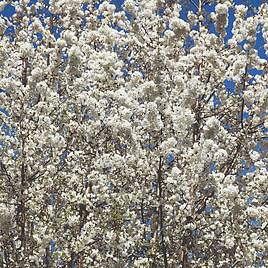 Wild Cherry (Hedging)