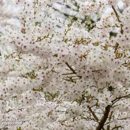Prunus The Bride (Mature Tree)