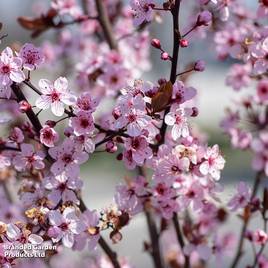 Prunus cerasifera Nigra (Mature Tree)