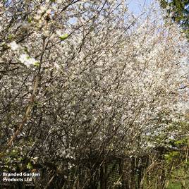 Cherry plum (Hedging)