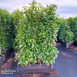 Prunus laurocerasus Genolia (Hedging)