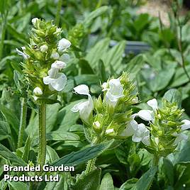 Prunella grandiflora White