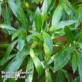 Prunus laurocerasus Caucasica (Hedging)