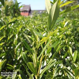 Prunus laurocerasus Caucasica (Hedging)