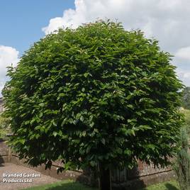 Prunus lusitanica Angustifolia (Hedging)