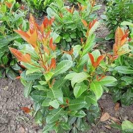 Prunus laurocerasus On Fire