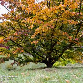 Prunus Pandora (Mature Tree)
