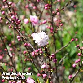 Prunus glandulosa Rosea Plena