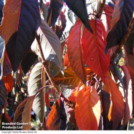 Prunus Royal Burgundy