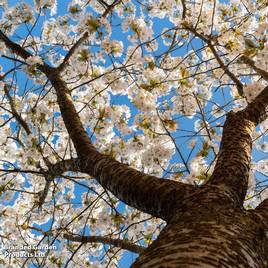 Prunus serrulata Tai Haku (Mature Tree)