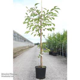 Prunus Shirotae
