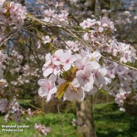 Prunus Spire (Mature Tree)