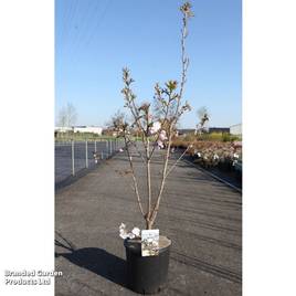 Prunus serrulata Sunset Boulevard
