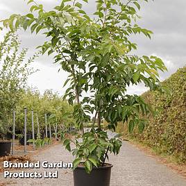 Prunus yedoensis