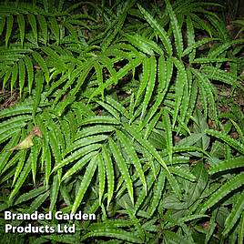 Pteris umbrosa