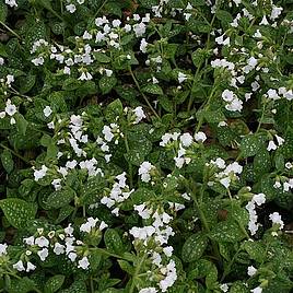 Pulmonaria Sissinghurst White