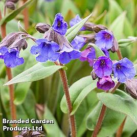 Pulmonaria Blue Ensign
