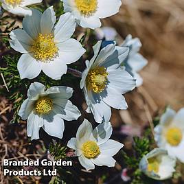 Pulsatilla vulgaris Alba