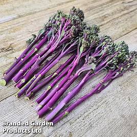 Broccoli Purplelicious