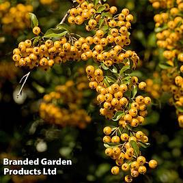 Pyracantha Soleil Dor