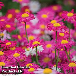 Tanacetum coccineum Single Mixed
