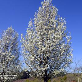 Pyrus calleryana Chanticleer (Mature Tree)
