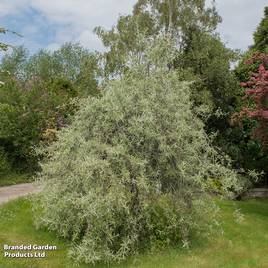 Pyrus salicifolia Pendula (Mature Tree)