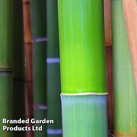 Bissets Bamboo