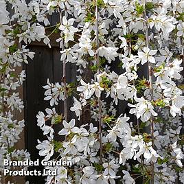 Prunus Snow Fountains