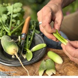 Winter Radish Triumphator F1 - Seeds