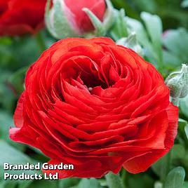 Ranunculus Red