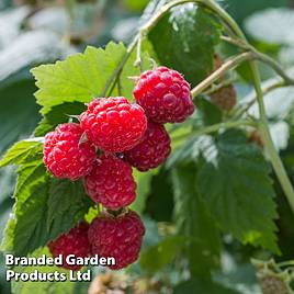 Raspberry Glen Ample (Summer fruiting)