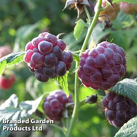 Raspberry Glen Coe (Summer Fruiting)