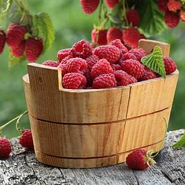 Raspberry Joan J (Autumn fruiting)