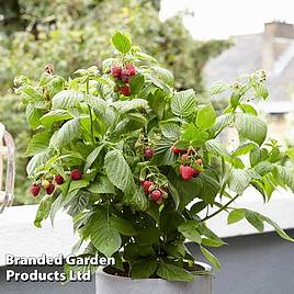 Raspberry Little Red Princess
