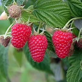 Raspberry Summer Lovers Late