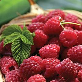 Raspberry Tulameen (Late Summer fruiting)