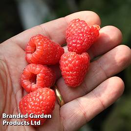 Raspberry Twotimer Sugana (Everbearing)