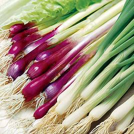 Onion (Salad) Seeds - Red & White Mix