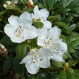 Rhododendron Snow Lady