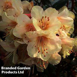 Rhododendron Barnaby Sunset