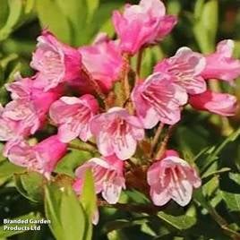 Rhododendron Bloombux Magenta