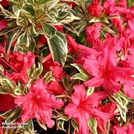 Rhododendron Bollywood
